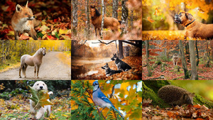 klicke hier, um die Datei herunterzuladen Animals in Autumn
