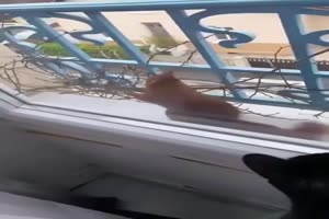 Squirrel Veverka