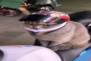 Mit der Katze auf dem Motorrad unterwegs
