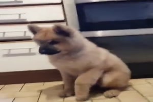 Hund wartet ungeduldig
