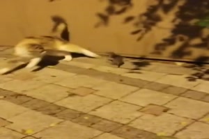 Ratte vertreibt Katze