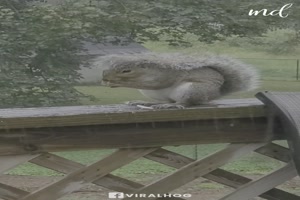 Eichhrnchen ntzt Schwanz als Regenschirm