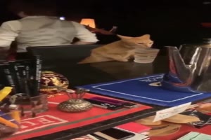 Katze an der Bar
