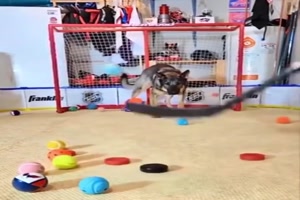 Der Hund ist ein super Torwart
