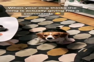 Hund denkt die Musik gibt Anweisungen