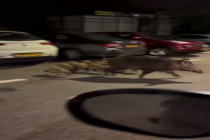 Wildschweine machen Abendspaziergang