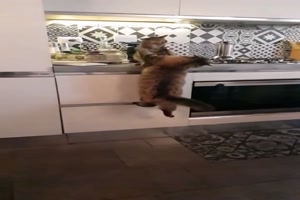 Katze gibt Ksschen