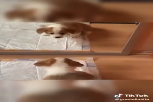 Lustige Tiere guten Morgen