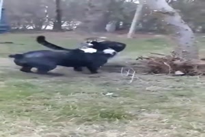 Hund v. Katze