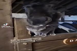 Witzige Katze