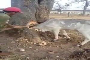 Man sollte nicht �berall seinen Kopf reinstecken