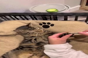 Katzen-Wellness