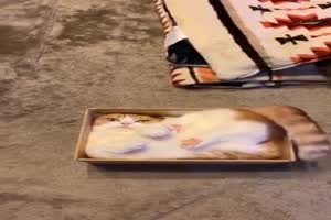 Katze im Karton