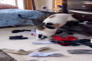Katzen wieder