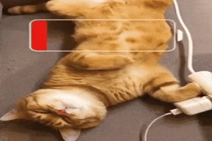 Katze ldt