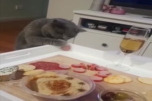 Katze will das Wurst-R�dchen haben