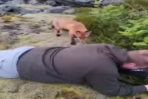 Animals 3