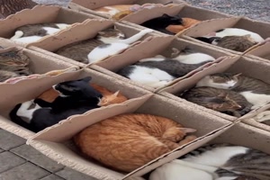 Ziemlich viele Katzen