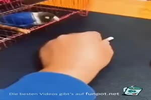 Bird Vogel
