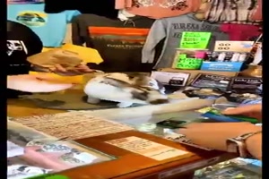 Hase assistiert an der Kasse