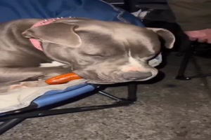 Hund ist sehr mde