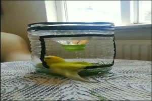 Vogelbad