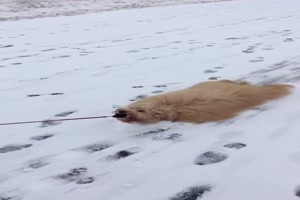 sich im Schnee ziehen lassen