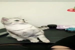 Mit der Katze spielen