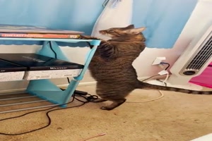 Katze zgert ziemlich lange