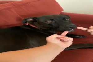Lieber Hund