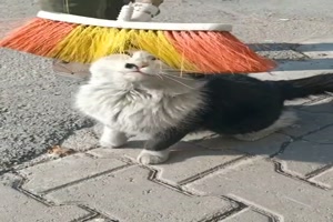 Die Katze brsten