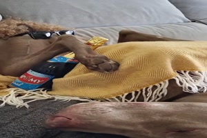 Sieht lustig aus der Hund