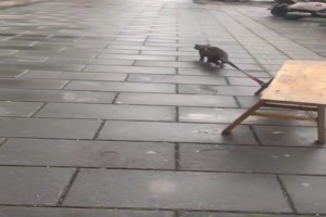 Eine Katze hlt nichts auf