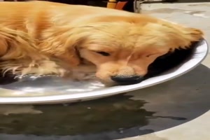 Retriever liebt das Wasser