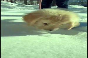 Hunde lieben den Schnee