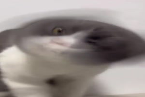 Katze schttelt den Kopf