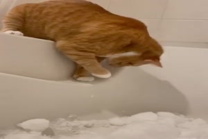 Katzen und Schnee