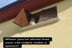 Will die Katze eine Rede halten?