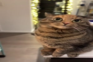 Katze wei nicht was sie will
