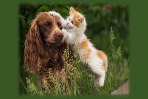 Pets Haustiere