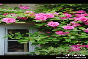 Different roses - Verschiedene Rosen
