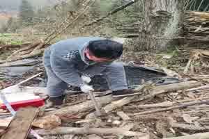 Teures Holz hacken