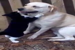 Hund bekommt Katzen-Massage