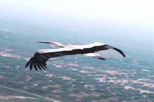 Vögel im Flug