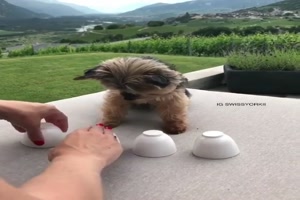 Hund bei Huetchenspiel