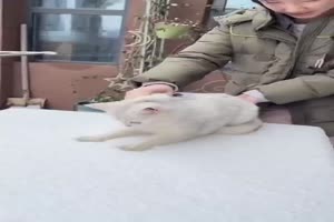 Katzen im Schnee