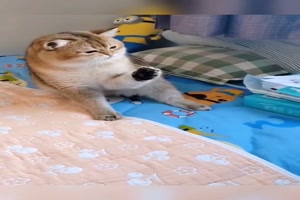 Typisch Katze