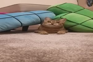 Wenn der Wecker rasselt