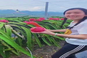 Die Drachenfrucht
