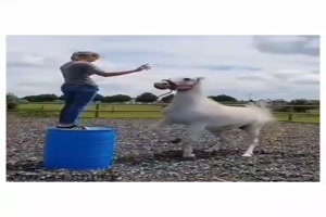 Idiots 2